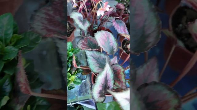 Домашние растения и цветы смотреть онлайн