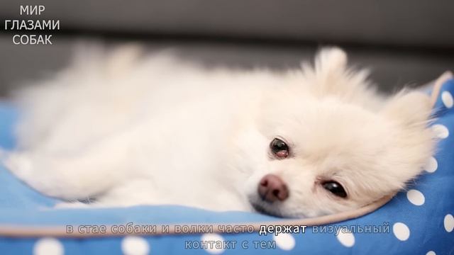 Если Ваша Собака ХОДИТ ЗА ВАМИ ПОВСЮДУ, ВОТ ЧТО ЭТО ЗНА