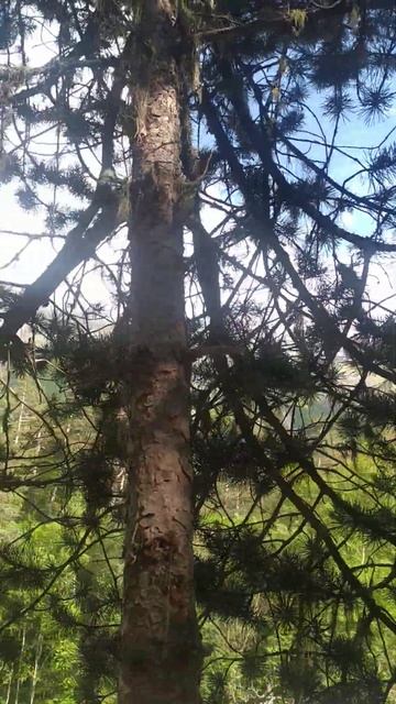 мы едем, елем, елем в Осетию. смотреть онлайн