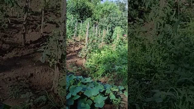 ФРАНЦИЯ мой любимый огород радует мое сердце ❤️💓❤️ смотреть онлайн