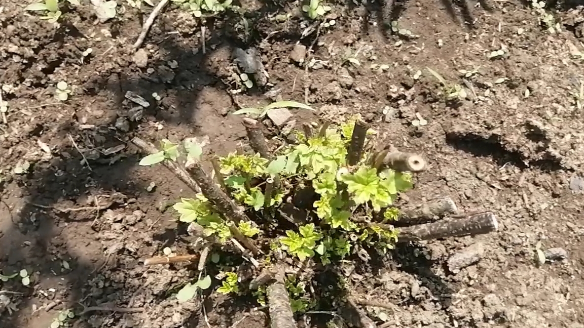 Кусты смородины после полной обрезки