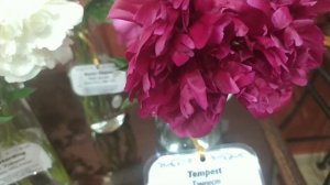 ВЫСТАВКА ПИОНОВ В МИНСКЕ: ПИОНОВЫЙ ФЭСТ 2024  1 ЧАСТЬ.