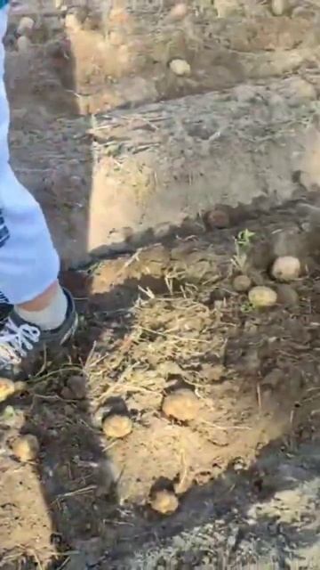 Уборка урожая. Картофелекопалка КМ1. МОТОБЛОК-МЕЧТА МТ смотреть онлайн