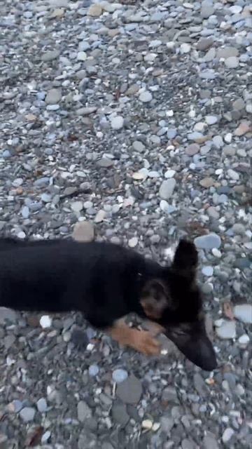 Хантер спускается по лестнице #овчарка #немецкаяовчар смотреть онлайн