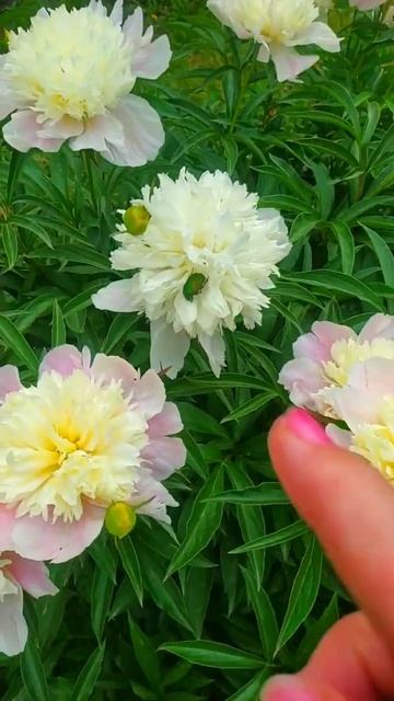 #shorts Ох уж эти ПИОНЫ!!! Даже ЖУКИ любят ПИОНЫ!!! смотреть онлайн