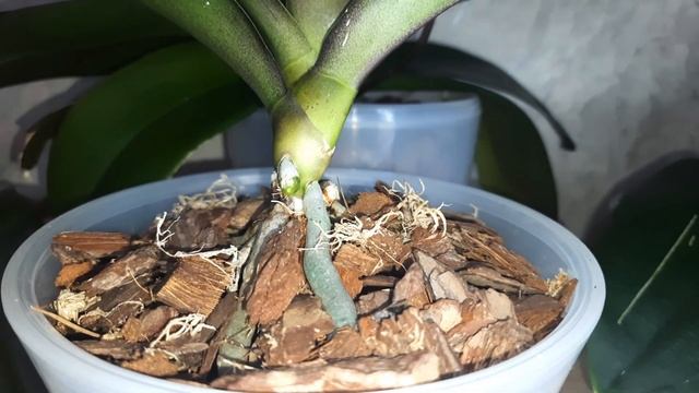 Так почему я сняла 2 листа у орхидеи? Ответ на коммента? смотреть онлайн