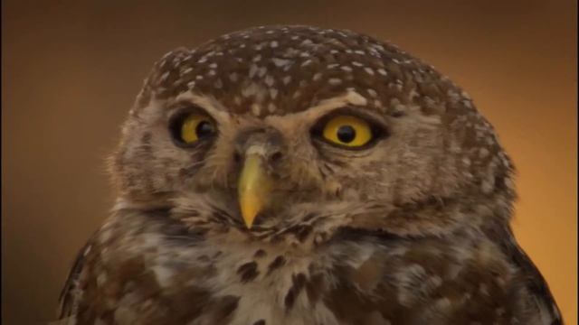 National Geographic. Возвращение носорогов / National Geographic. Rhino Rescue