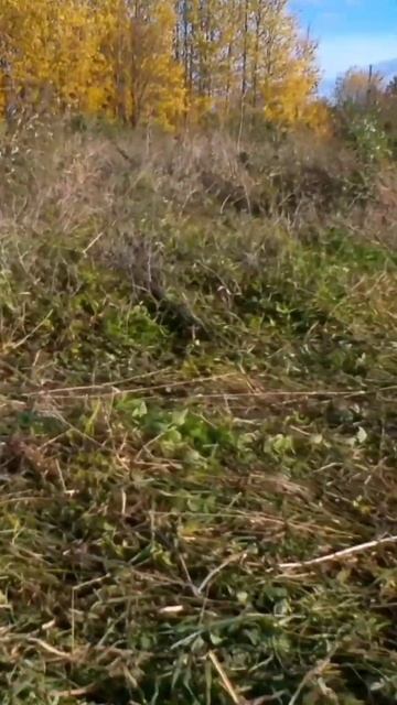 вот и конина #shorts #коп #металлоискатель смотреть онлайн