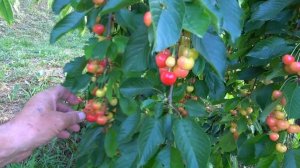 Черешня ПРИУСАДЕБНАЯ. Сорт-обладатель Золотой медали