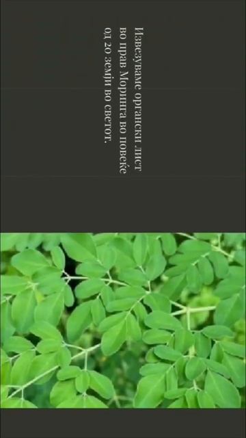 Moringa Private Label Manufacture RAW Moringa Exporter Добавувачот на големо М? смотреть онлайн