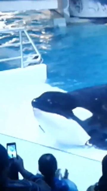 Аквапарк. #лето #аквапарк #акула #shorts смотреть онлайн