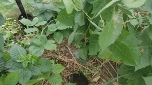 Ежевика ремонтантная, зачем делать прищипку