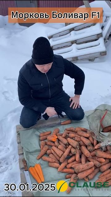 Морковь Боливар F1 Clause! смотреть онлайн