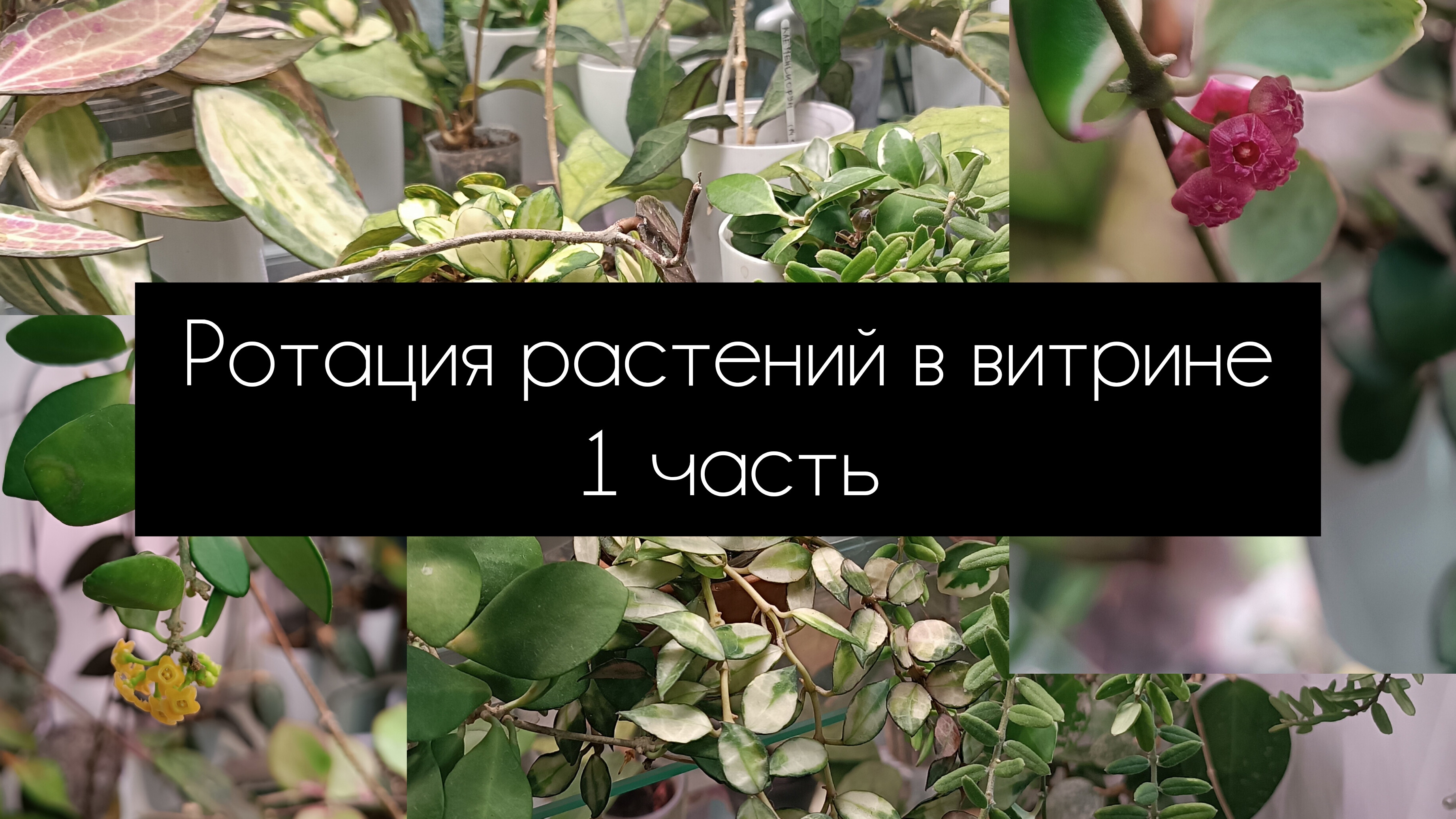 ротация растений в витрине 1 часть смотреть онлайн