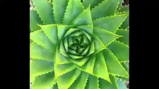 Алое Вера для кишечника и иммунитета смотреть онлайн