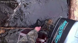 Осталось немножко до избы. Опасные завалы на реке, боюсь утопить бензопилу. Следы медведя! 2 серия