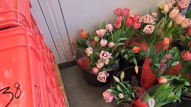 Цветы цены Израиль 8 мартоTulips#сад#мандрагора#море#прог смотреть онлайн