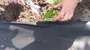 Посадка клубники с геотекстилем 🍓