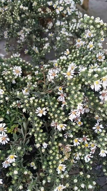 #shorts #астра вересковая смотреть онлайн