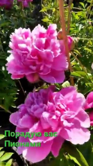 Пионы одни из самых красивых цветов в средней полосе Р смотреть онлайн