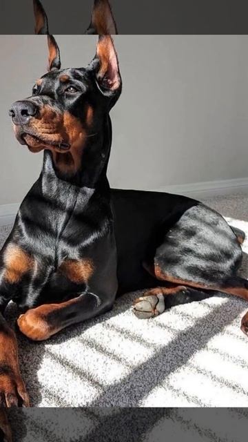 собрал подборку фото добермана,все фото есть в ТГ https:// смотреть онлайн