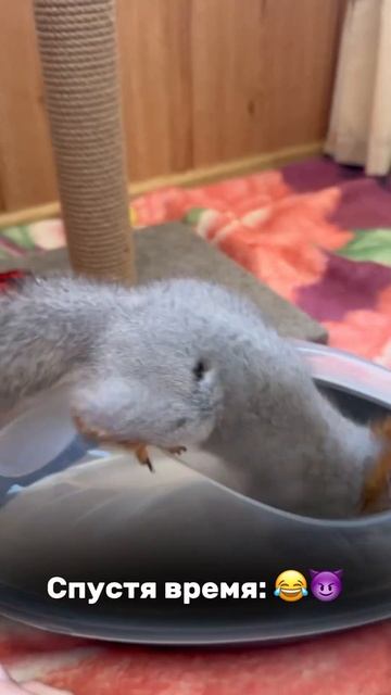 Главное вначале быть хорошим 😂#squirrel #белкаlifestyle #белк? смотреть онлайн