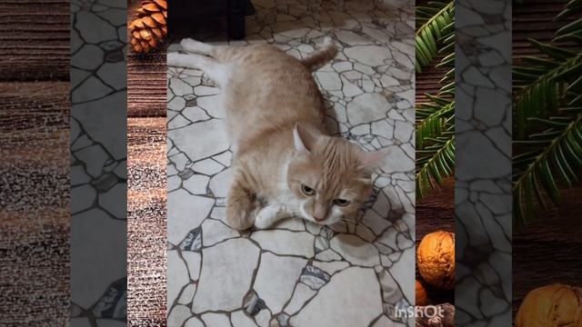 Есть два убежища от жизненных невзгод — это музыка и к смотреть онлайн