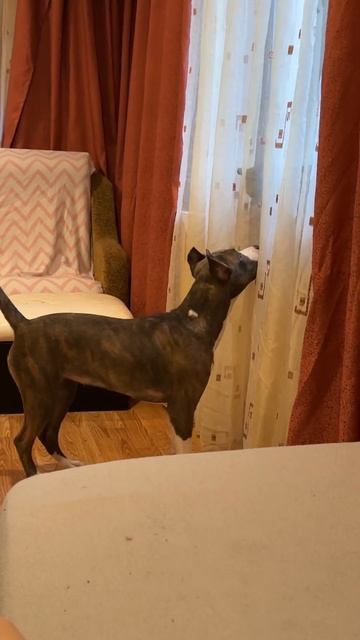 Кошечка любимая не хочет играть #амстафф #дина #7месяце смотреть онлайн