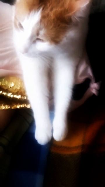 грустный кот слушает аниме смотреть онлайн