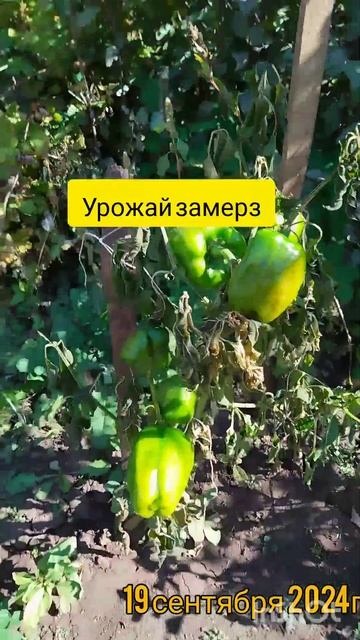 с.Каменка ЗАМОРОЗКИ В СЕНТЯБРЕ 2024Г #жизньзагородом #о? смотреть онлайн