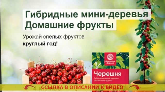 ⚠ Павлово лимон питомник ⚠ Фруктовые деревья для дом? смотреть онлайн