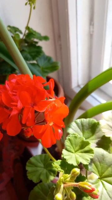 цветочки меня радуют своими соцветиями! Благодарю #ел? смотреть онлайн