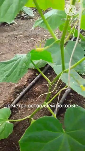 Огурец Мамлюк. 2 недели после посадки #shortvideo #теплица #su смотреть онлайн