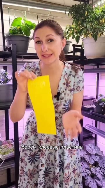 3 простых шага, чтобы избавиться от почвенного комарик смотреть онлайн