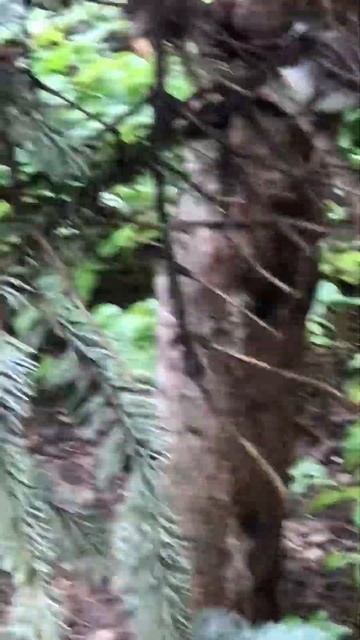 Птичка. Сухие ветки ели. Прячемся от дождя. смотреть онлайн