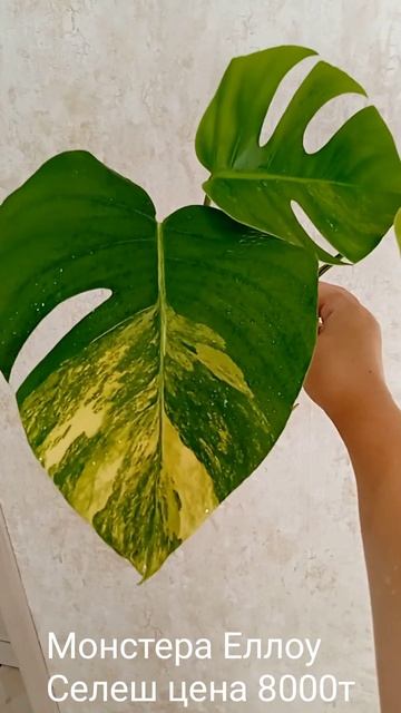 Монстера Еллоу сплеш тел +79384289227 есть ватцап смотреть онлайн