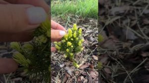 Ель Канадская Рейнбоуз Энд в Сибири (Иркутская област?