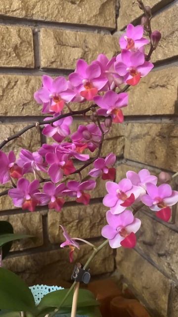 Ягідки🫐😍🌸Phal. Lius Berry, Phal. Lius Triprince Pink смотреть онлайн