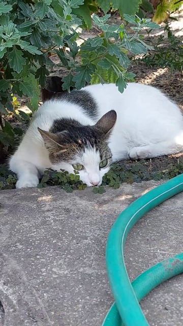 Обиделся ни с того ни с сего... смотреть онлайн