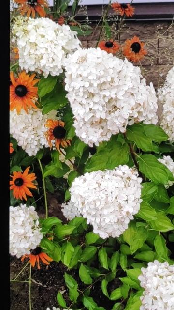 Мир вашему дому.سوبات به شومایان Авторские права защи смотреть онлайн