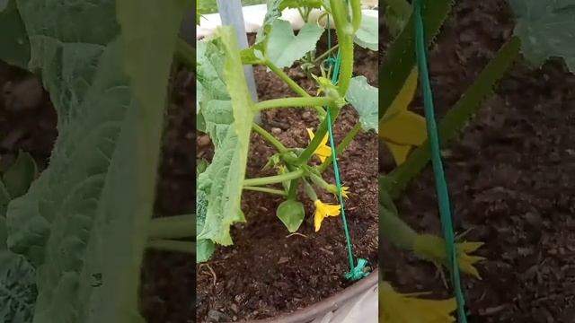 Подвязка огурцов высаженных в бочки смотреть онлайн