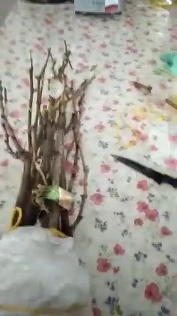 Видео от покупателя саженцев смотреть онлайн