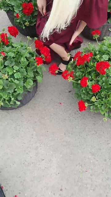 Герань в кашпо от FlorGazm.ru смотреть онлайн