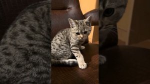 Котенок точит когти о мебель