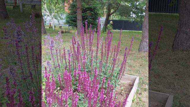 Шалфеи. Как выбирать, на что обратить внимание. #шалфей