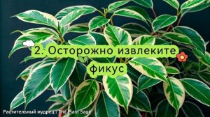 ФИКУС БЕНДЖАМИНА, ПЕРЕСАДКА 🌿 3 ОШИБКИ, КОТОРЫЕ СТОЯТ