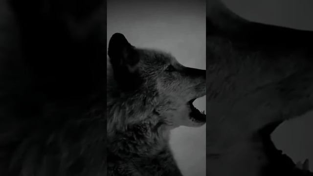 Есть чему поучиться у волков смотреть онлайн