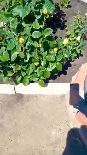 Обзор моих роз. Подруга в гостях. смотреть онлайн