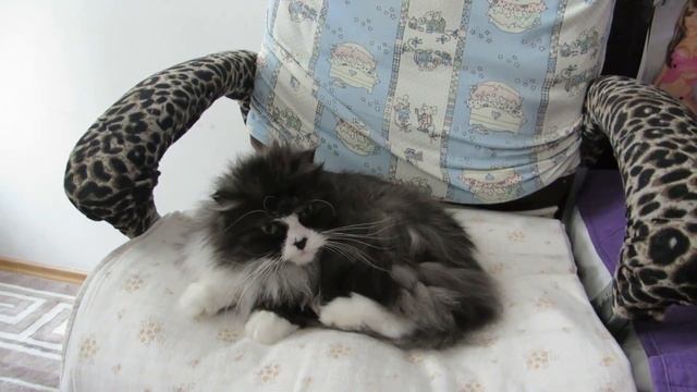 #Funny_cats. #Kasia. #Cat's hairstyle. #Кася и ее прическа. смотреть онлайн