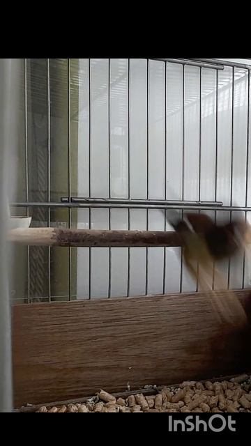 Второй вариант песни рыжей овсянки. Фоном - кенар, лапл